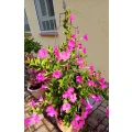 Uta Friedauer Blumen Bad Friedrichshall