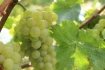 Logo Uwe Jung Karin Weingut