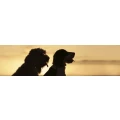 Logo Verein der Hundefreunde Sandhausen