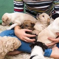 Verein f&uuml;r Deutsche Sch&auml;ferhunde Ortsgruppe Kaiserslautern Vereinsheim Kaiserslautern