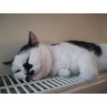 Vereinigung f. Katzenschutz N&uuml;rnberg-F&uuml;rth e.V. Tierheim R&uuml;ckersdorf