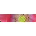 Logo Schwarz, Veronika