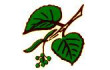 Logo Vierlinden Apotheke Christiane Ehrich