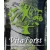 Logo VITAFORST INTERNATIONAL MANAGEMENT of FOREST & LANDSCAPE e.K.