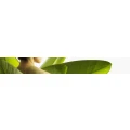 Logo Vitaltreff Rhein-Main