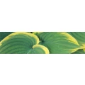 Logo Schliwa, Voker