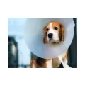 Von Trauwitz Dr.med.vet. Neumarkt