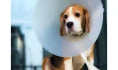 Logo Von Trauwitz Dr.med.vet.