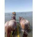 Wattwagenfahrten Werner Stelling Kai Stelling Cuxhaven