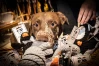wau le`wau - Der Concept Store für Hunde Bonn