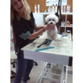 Wauzi Barbier Hundefriseur Hammelburg