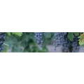 Logo Weingalerie VINERITAS GmbH