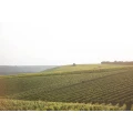 Weingut Menz Volkach