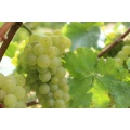 Logo Weinstube Jung