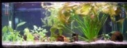 Logo Welt der Aquaristik