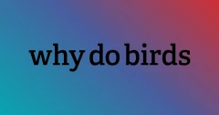 Logo why do birds