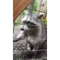 WILDWALD VOSSWINKEL Ketteler & Boeselager GbR Arnsberg