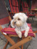 Logo Willi Wunderl Hundesalon