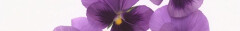 Logo Wolfgang Neuendorff Blumen und Gartenbau
