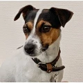 Wuffelhotel Hagen i. Bremischen
