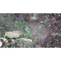 Zegowitz Harald Landschaftsgartenbau Schonungen Gartenbau und Landschaftsbau Schonungen