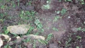 Logo Zegowitz Harald Landschaftsgartenbau Schonungen Gartenbau und Landschaftsbau