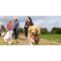 Logo Ziemer & Falke Schulungszentrum f&uuml;r Hundetrainer GbR