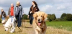 Logo Ziemer & Falke Schulungszentrum für Hundetrainer GbR