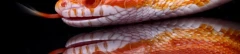 Logo Zoowelt Zoofachhandel