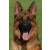 Logo Zuchtstätte Deutscher Schäferhunde - vom Uhlbachtal