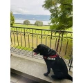Zufriedene Hunde - Hundeschule Gerwin Jeltsch Emmerich