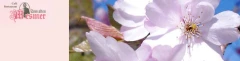 Logo Zum alten Mesmer
