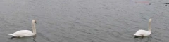 Logo Zur Schleuse