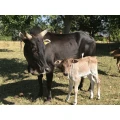 Zwergzebu Zuchtkuh mit Kalb